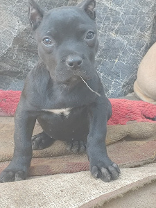 presa female pup houston