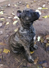 silver brindled presa canario puppy