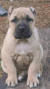 huge fawn presa canario male puppy