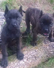 dark brindled presa canario puppies