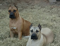 female presa canario