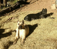 breeder females presa canario