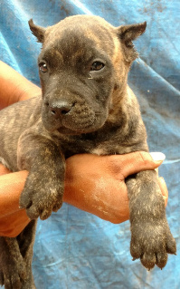 male presa puppy sold