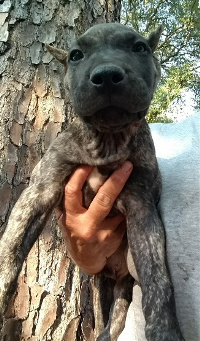 presa female pup for sale