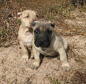 fawn presa canario puppies