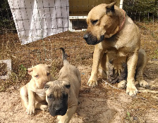 fawn presa canario puppies