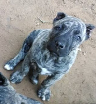 brindled presa female puppy