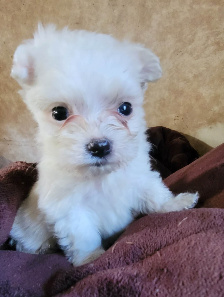 male maltese puppy Houston