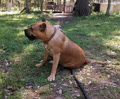 red female presa canario