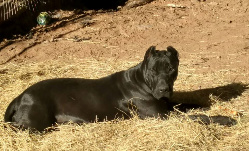 black presa canario female breeder