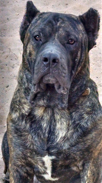 large brindled presa canario