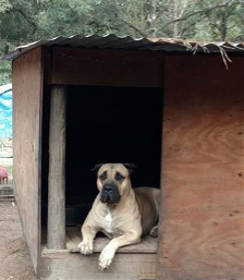 Huge Presa Canario Male STud