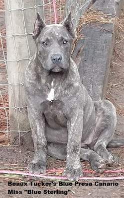 Blue presa canario female