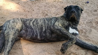 large reverse brindled presa canario female