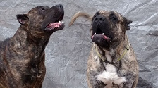 Brindled male and sire presa canario