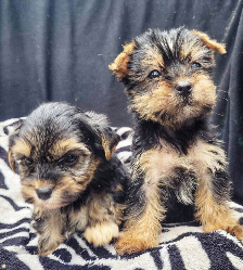 yorkie puppy for sale houston