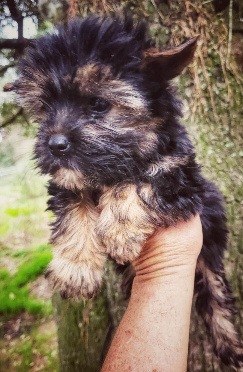 yorkie puppy houston