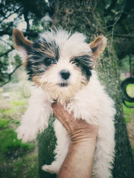 parti yorkie puppy houston