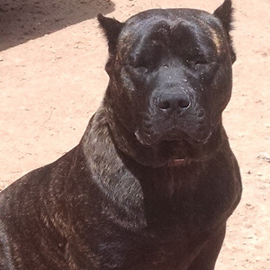 Brindled extra large stud presa canario