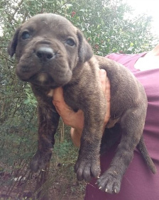 presa male pup for sale